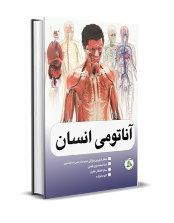 آناتومی انسان
